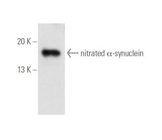 nitrated alpha Synuclein Antibody (Syn514) - Western Blotting - Image 14561