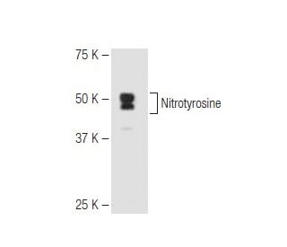 Nitrotyrosine Antibody (2A12) - Western Blotting - Image 67301