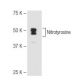 Nitrotyrosine Antibody (2A12) - Western Blotting - Image 67301