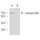 Nitrotyrosine Antibody (39B6) - Western Blotting - Image 9244