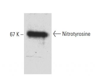 Nitrotyrosine Antibody (7A5) - Western Blotting - Image 62917