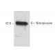 Nitrotyrosine Antibody (7A5) - Western Blotting - Image 62917