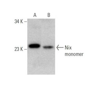 Nix Antibody (B-1) - Western Blotting - Image 346640 