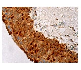 Nix Antibody (D-1) - Immunohistochemistry - Image 159102 