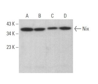 Nix Antibody (E-1) - Western Blotting - Image 375138 