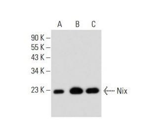 Nix Antibody (H-8) - Western Blotting - Image 134879 