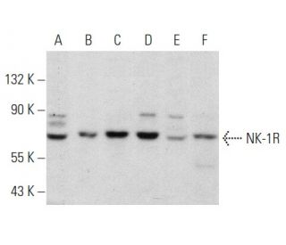 NK-1R Antibody (F-3) - Western Blotting - Image 356634 