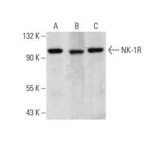 western blotting image from recommended NK-1R (D-11) monoclonal antibody replacement. Image 144617