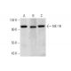 western blotting image from recommended NK-1R (D-11) monoclonal antibody replacement. Image 144617
