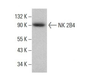 NK 2B4 Antibody (2B4.69) - Western Blotting - Image 379497