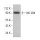 NK 2B4 Antibody (2B4.69) - Western Blotting - Image 379497