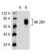 NK 2B4 Antibody (HD2) - Western Blotting - Image 36531