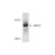 NKCC1 Antibody (A-6) - Western Blotting - Image 332733