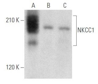 NKCC1 Antibody (A-6) - Western Blotting - Image 356612 