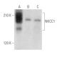 NKCC1 Antibody (A-6) - Western Blotting - Image 356612 