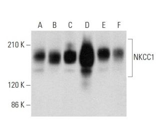 NKCC1 Antibody (F-4) - Western Blotting - Image 333388 