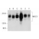 western blotting image from recommended NKCC1 (F-4) monoclonal antibody replacement. Image 333388