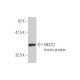 NKCC2 Antibody (4H4) - Western Blotting - Image 348847