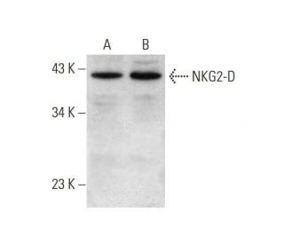 NKG2-D Antibody (A-7) - Western Blotting - Image 352607Each CRISPR/Cas9 Knockout (KO) Plasmid product consists of a pool of 3 plasmids designed to ensure identification and cleavage of a specific gene for maximum knockout efficiency. Each plasmid encodes a unique 20 nt sequence derived from the GeCKO (v2) library.