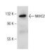 NKHC2 Antibody (B-9) - Western Blotting - Image 150673