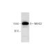 NKHC2 Antibody (B-9) - Western Blotting - Image 291063 