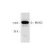 NKHC2 Antibody (E-5) - Western Blotting - Image 291062 