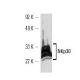 NKp30 Antibody (CLH3) - Western Blotting - Image 11659