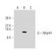 NKp44 Antibody (8F12) - Western Blotting - Image 47924