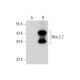 Nkx-2.2 Antibody (D-4) - Western Blotting - Image 311967 