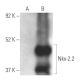 Nkx-2.2 Antibody (D-4) - Western Blotting - Image 399075