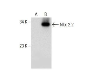 Nkx-2.2 Antibody (F-2) - Western Blotting - Image 317955 