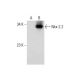 Nkx-2.2 Antibody (F-2) - Western Blotting - Image 317955 