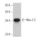 Nkx-2.2 Antibody (F-2) - Western Blotting - Image 363626