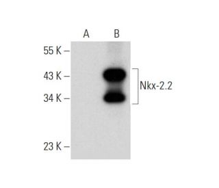 western blotting image from recommended Nkx-2.2 (D-4) monoclonal antibody replacement. Image 311967