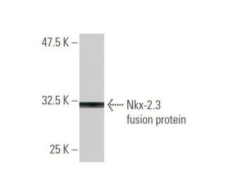 Nkx-2.3 Antibody (4F4) - Western Blotting - Image 350344