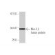 Nkx-2.3 Antibody (4F4) - Western Blotting - Image 350344