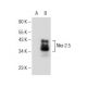 Nkx-2.5 Antibody (F-2) - Western Blotting - Image 146627