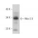 Nkx-2.5 Antibody (F-2) - Western Blotting - Image 353956 