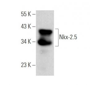 Nkx-2.5 Antibody (F-2) - Western Blotting - Image 374116 