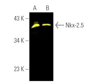 western blotting image from recommended Nkx-2.5 (A-3) monoclonal antibody replacement. Image 390329
