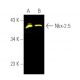 western blotting image from recommended Nkx-2.5 (A-3) monoclonal antibody replacement. Image 390329