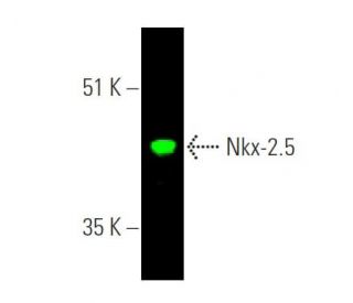 Nkx-2.5 Antibody (A-3) - Western Blotting - Image 374312