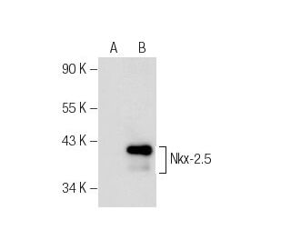 Nkx-2.5 Antibody (A-3) - Western Blotting - Image 156424