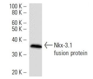 Nkx-3.1 Antibody (820C3a) - Western Blotting - Image 16867