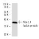 Nkx-3.1 Antibody (820C3a) - Western Blotting - Image 16867