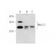 Nkx-3.1 Antibody (A-3) - Western Blotting - Image 314200 