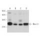 Nkx-3.1 Antibody (A-3) - Western Blotting - Image 363201