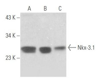 western blotting image from recommended Nkx-3.1 (A-3) monoclonal antibody replacement. Image 356143
