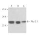 western blotting image from recommended Nkx-3.1 (A-3) monoclonal antibody replacement. Image 356143
