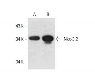 Nkx-3.2 Antibody (H-4) - Western Blotting - Image 317964 